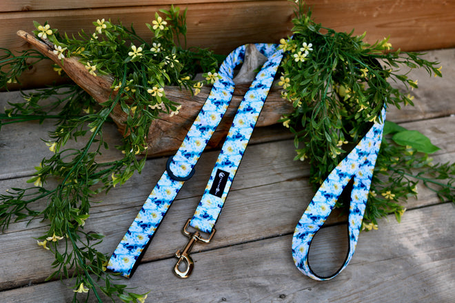 Leashes and Adventure Accessories